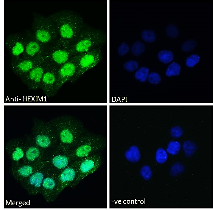 Immunocytochemistry/ Immunofluorescence - Anti-HEXIM1 antibody (AB58573)