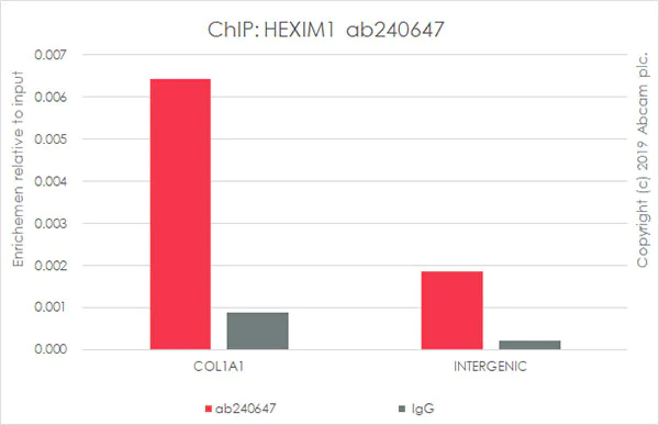 ChIP - Anti-HEXIM1 antibody [EPR23430-12] - BSA and Azide free (AB272694)