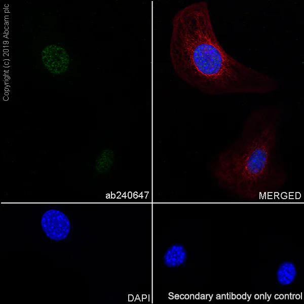 Immunocytochemistry/ Immunofluorescence - Anti-HEXIM1 antibody [EPR23430-12] - BSA and Azide free (AB272694)