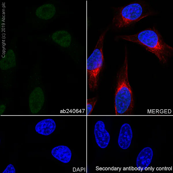 Immunocytochemistry/ Immunofluorescence - Anti-HEXIM1 antibody [EPR23430-12] - BSA and Azide free (AB272694)