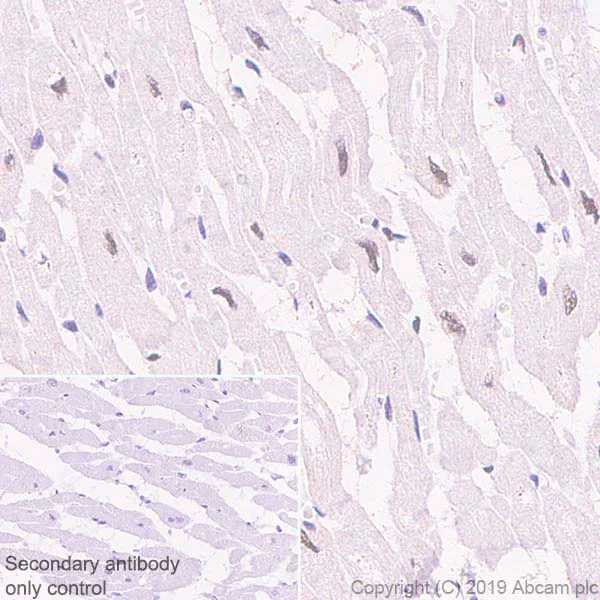 Immunohistochemistry (Formalin/PFA-fixed paraffin-embedded sections) - Anti-HEXIM1 antibody [EPR23430-12] - BSA and Azide free (AB272694)