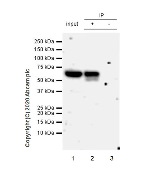 Immunoprecipitation - Anti-HEXIM1 antibody [EPR23430-12] - BSA and Azide free (AB272694)
