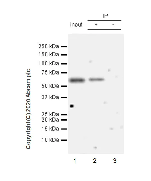 Immunoprecipitation - Anti-HEXIM1 antibody [EPR23430-12] - BSA and Azide free (AB272694)