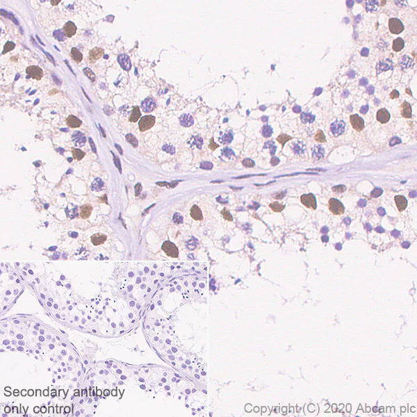 Immunohistochemistry (Formalin/PFA-fixed paraffin-embedded sections) - Anti-HEXIM1 antibody [EPR23430-12] - ChIP Grade (AB240647)