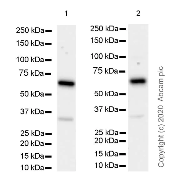 Western blot - Anti-HEXIM1 antibody [EPR23430-12] - ChIP Grade (AB240647)