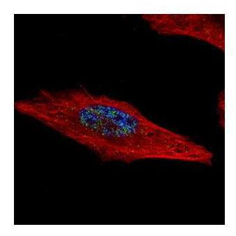 Immunocytochemistry/ Immunofluorescence - Anti-HEXIM2 antibody (AB127710), expandable thumbnail