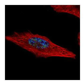 Immunocytochemistry/ Immunofluorescence - Anti-HEXIM2 antibody (AB127710)