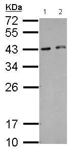 Western blot - Anti-HEXIM2 antibody (AB127710)