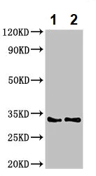 Western blot - Anti-HEXIM2 antibody (AB234979)