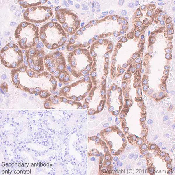 Immunohistochemistry (Formalin/PFA-fixed paraffin-embedded sections) - Anti-Hexokinase 1 antibody [EPR10134(B)] - BSA and Azide free (AB233837)