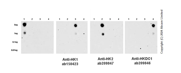 Dot Blot - Anti-Hexokinase 1 antibody [EPR10134(B)] - Mitochondrial Outer Membrane Marker (AB150423)