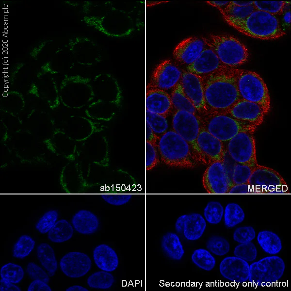 Immunocytochemistry/ Immunofluorescence - Anti-Hexokinase 1 antibody [EPR10134(B)] - Mitochondrial Outer Membrane Marker (AB150423)