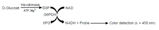 Schematic Diagram - Hexokinase Activity Assay Kit (Colorimetric) (AB136957)