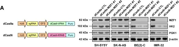 Western blot - Anti-Hexokinase II antibody [3D3] (AB104836)