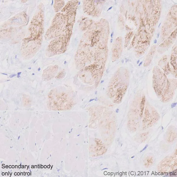 Immunohistochemistry (Formalin/PFA-fixed paraffin-embedded sections) - Anti-Hexokinase II antibody [EPR20839] - BSA and Azide free (AB228819)