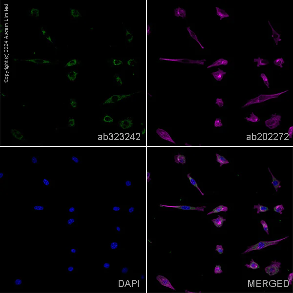 Immunocytochemistry/ Immunofluorescence - Anti-Hexokinase II antibody [EPR20839] – Mouse IgG1 (Chimeric) – BSA and Azide Free (AB323251)