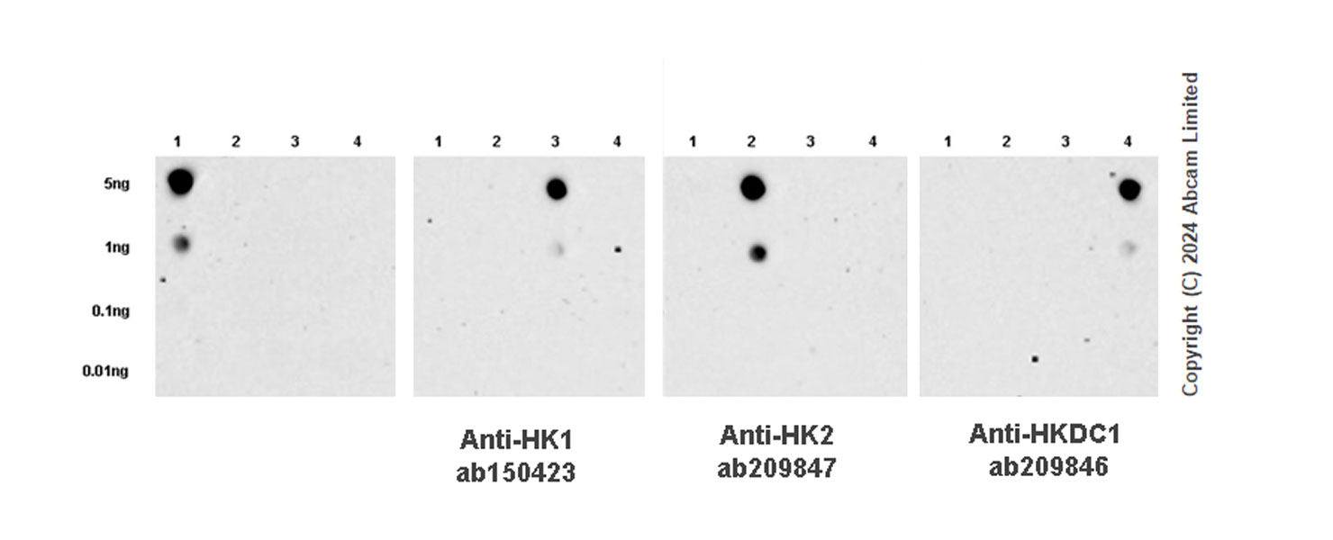 Dot Blot - Anti-Hexokinase Type III/HK3 antibody [EPR29196-29] (AB321996), expandable thumbnail