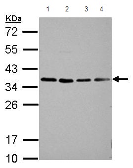 Western blot - Anti-HEY1 antibody (AB154077), expandable thumbnail