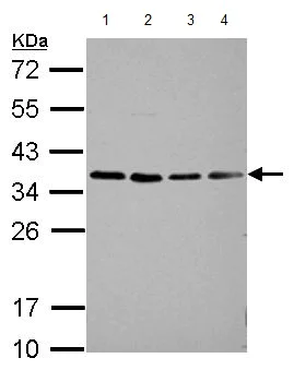 Western blot - Anti-HEY1 antibody (AB154077)