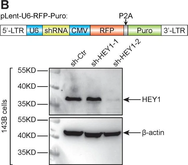 Western blot - Anti-HEY1 antibody (AB154077)