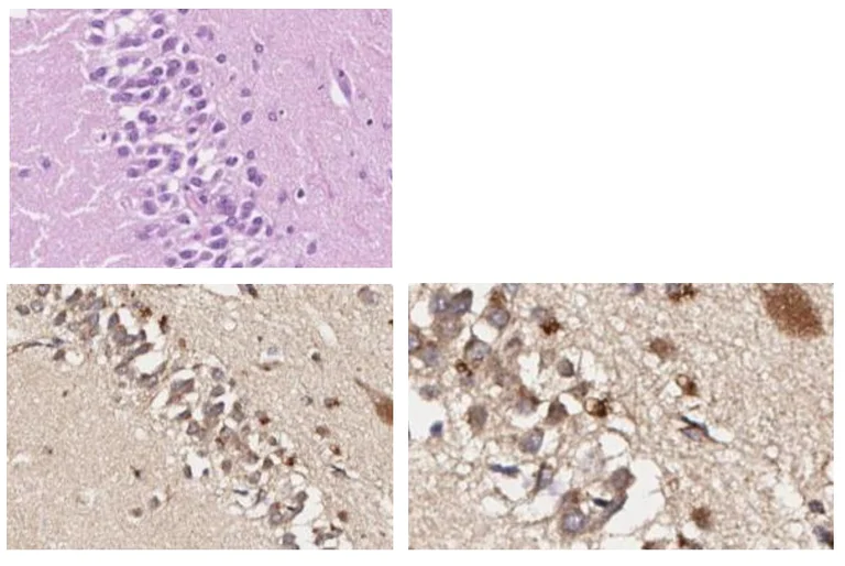 Immunohistochemistry - Anti-HEY1 antibody (AB235173)