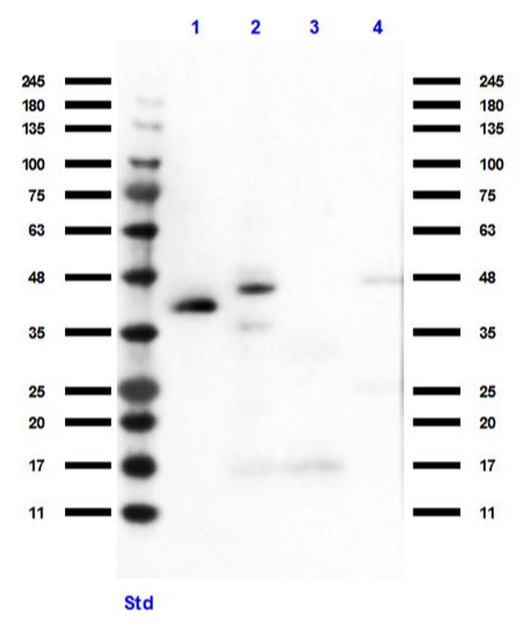 Western blot - Anti-HEY1 antibody (AB235173), expandable thumbnail
