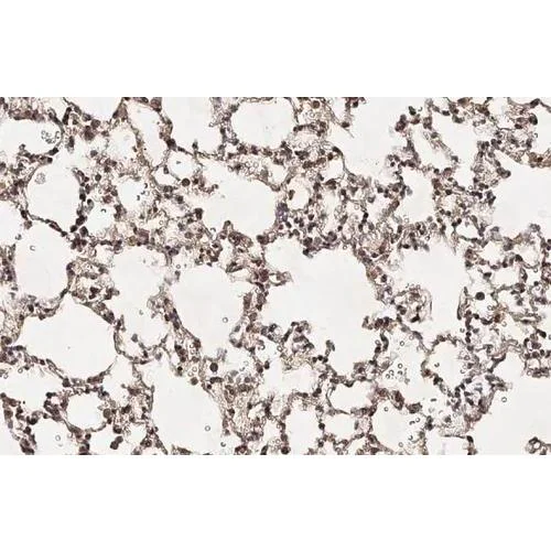 Immunohistochemistry (Formalin/PFA-fixed paraffin-embedded sections) - Anti-HEY1 antibody [HL2367] (AB317210)