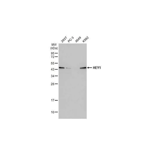 Western blot - Anti-HEY1 antibody [HL2367] (AB317210)
