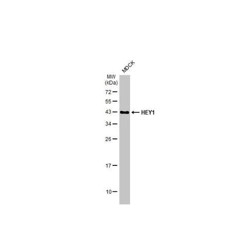 Western blot - Anti-HEY1 antibody [HL2367] (AB317210)