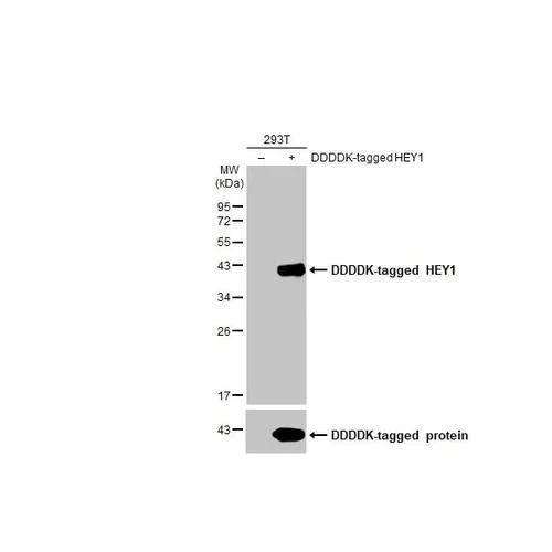 Western blot - Anti-HEY1 antibody [HL2367] (AB317210)