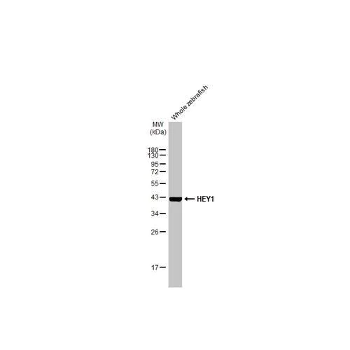 Western blot - Anti-HEY1 antibody [HL2367] (AB317210)