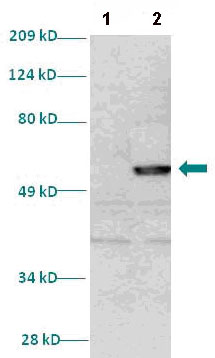 Western blot - Anti-HEY2 antibody (AB86010)