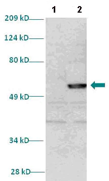 Western blot - Anti-HEY2 antibody (AB86010)