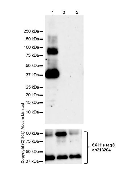 Western blot - Anti-HEY2 antibody [EPR29024-13] (AB323267)
