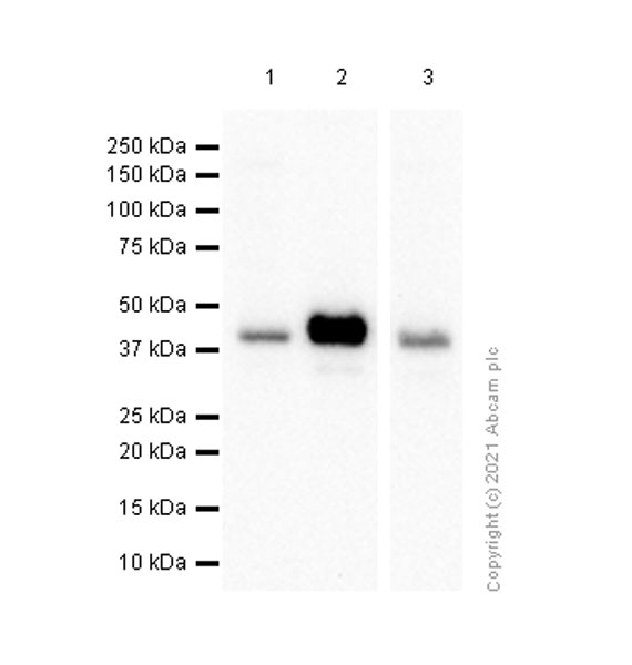 Western blot - Anti-HFE antibody [EPR6750] - BSA and Azide free (AB249584), expandable thumbnail