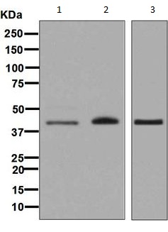 Western blot - Anti-HFE antibody [EPR6751(2)] (AB133639)