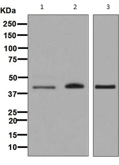 Western blot - Anti-HFE antibody [EPR6751(2)] - BSA and Azide free (AB248587)