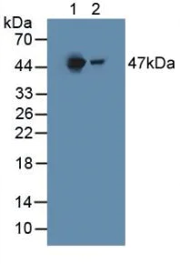 Western blot - Anti-HGD antibody (AB231968)