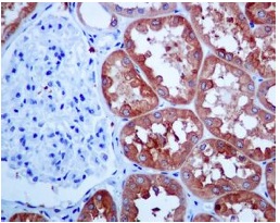 Immunohistochemistry (Formalin/PFA-fixed paraffin-embedded sections) - Anti-HGD antibody [EPR7874] (AB131035), expandable thumbnail