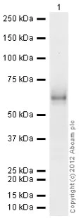 Western blot - Anti-HGF antibody (AB24865)