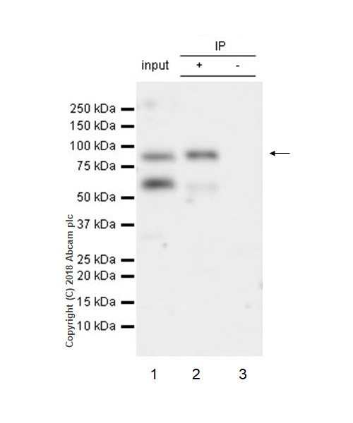 Immunoprecipitation - Anti-HGF antibody [EPR12230] (AB178395)