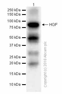 Western blot - Anti-HGF antibody [EPR12230] (AB178395)