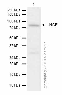 Western blot - Anti-HGF antibody [EPR12230] (AB178395)