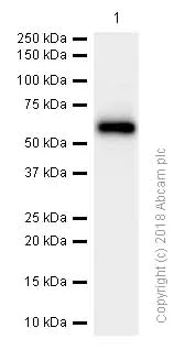 Western blot - Anti-HGF antibody [EPR12230] (AB178395)