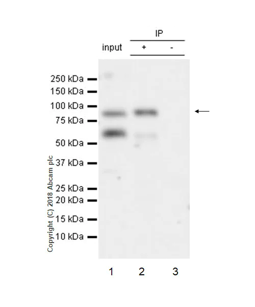 Immunoprecipitation - Anti-HGF antibody [EPR12230] - BSA and Azide free (AB240204)