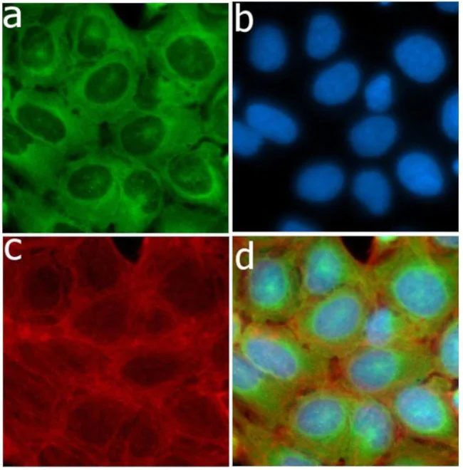 Immunocytochemistry/ Immunofluorescence - Anti-HGF Antibody [RP23040069] (AB313408)