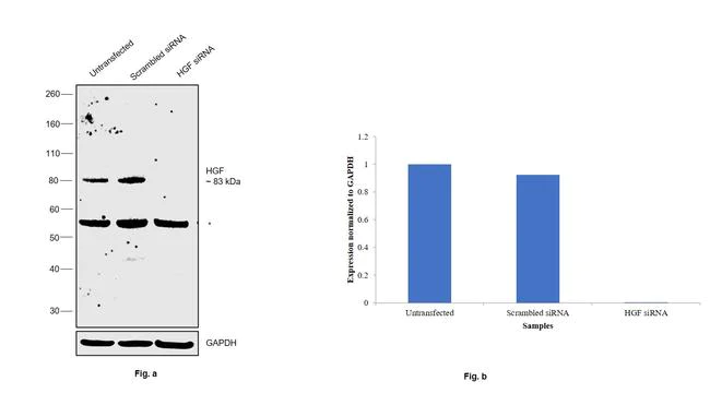 Western blot - Anti-HGF Antibody [RP23040069] (AB313408)