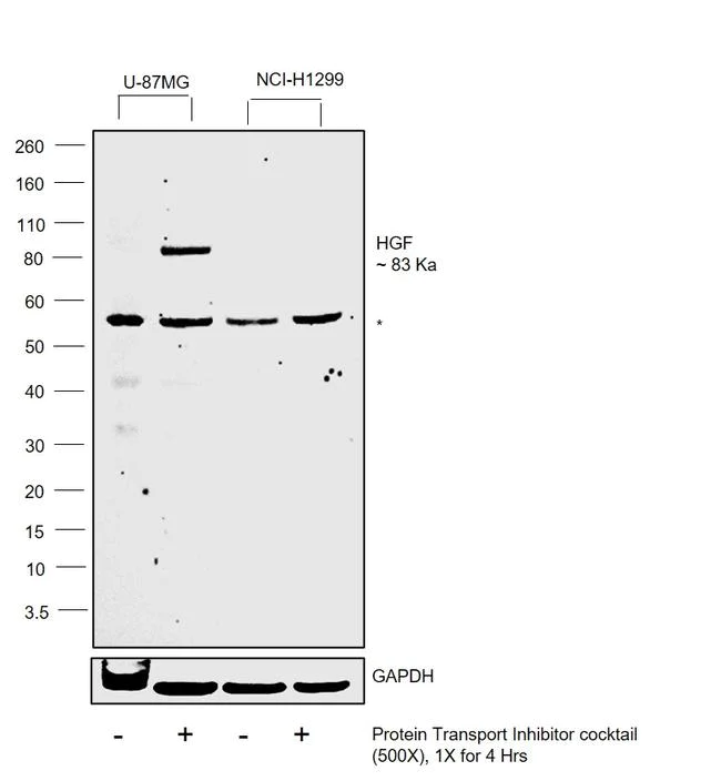 Western blot - Anti-HGF Antibody [RP23040069] (AB313408)