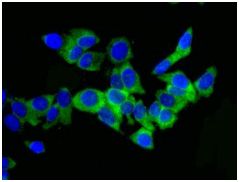 Immunocytochemistry/ Immunofluorescence - Anti-HGFA Inhibitor 2 antibody [EPR6283(2)] - BSA and Azide free (AB248225)
