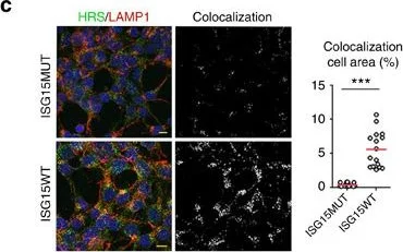 Immunocytochemistry/ Immunofluorescence - Anti-HGS antibody (AB72053)